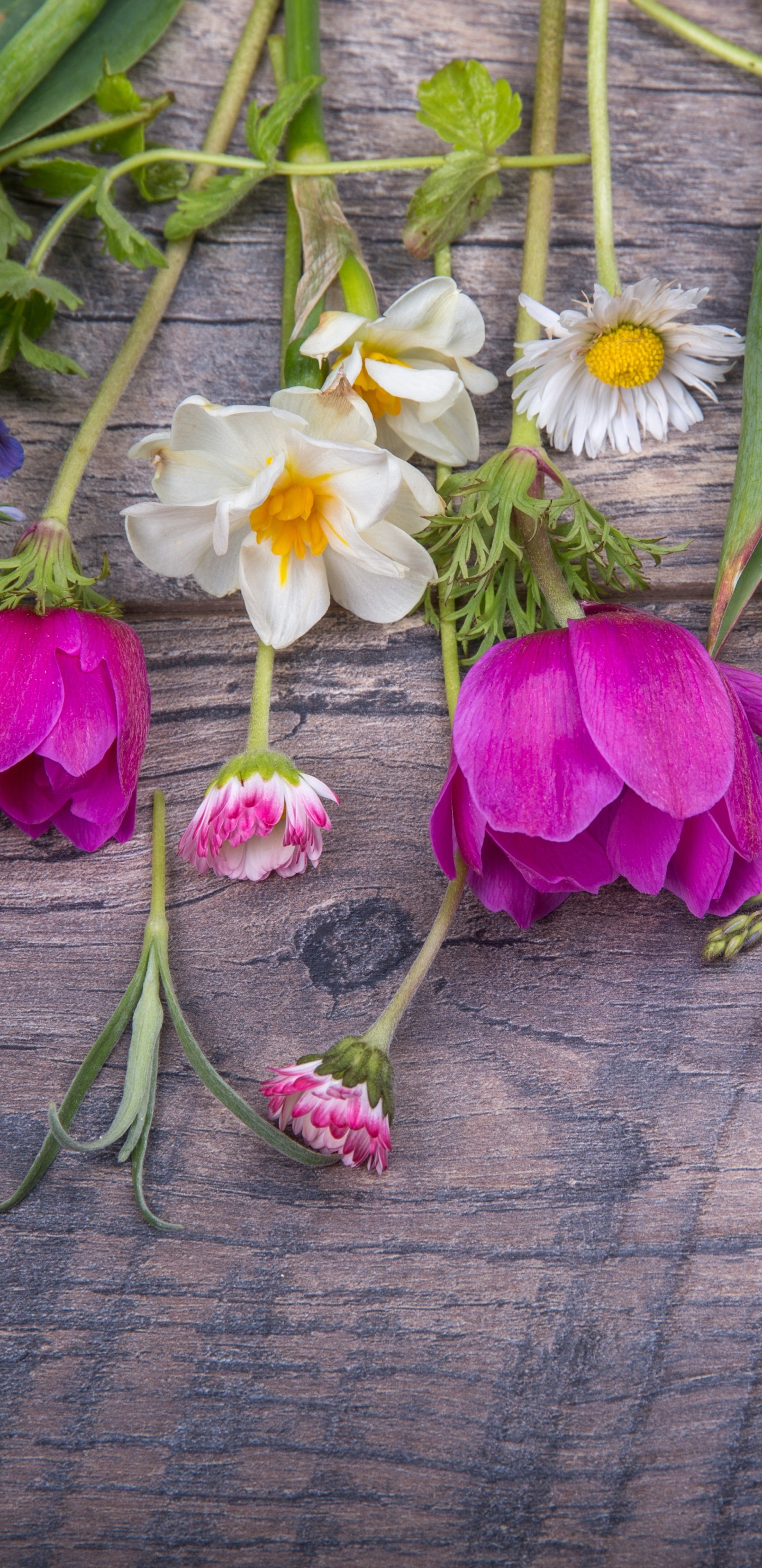 Обои Флора, цветочный дизайн, цветок, срезанные цветы, Фиолетовый в разрешении 1440x2960