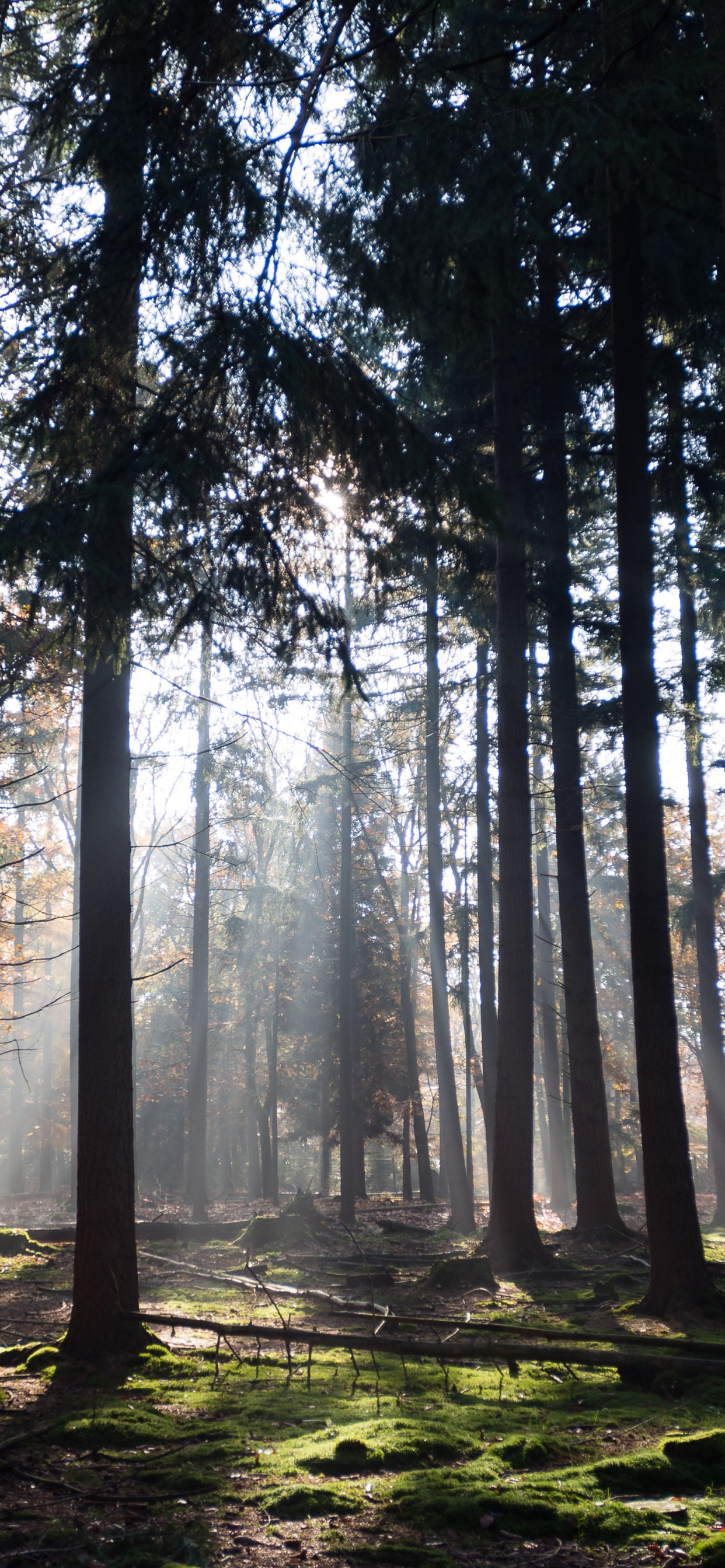 Обои растение, атмосфера, экорегион, природный ландшафт, древесина в разрешении 1242x2688