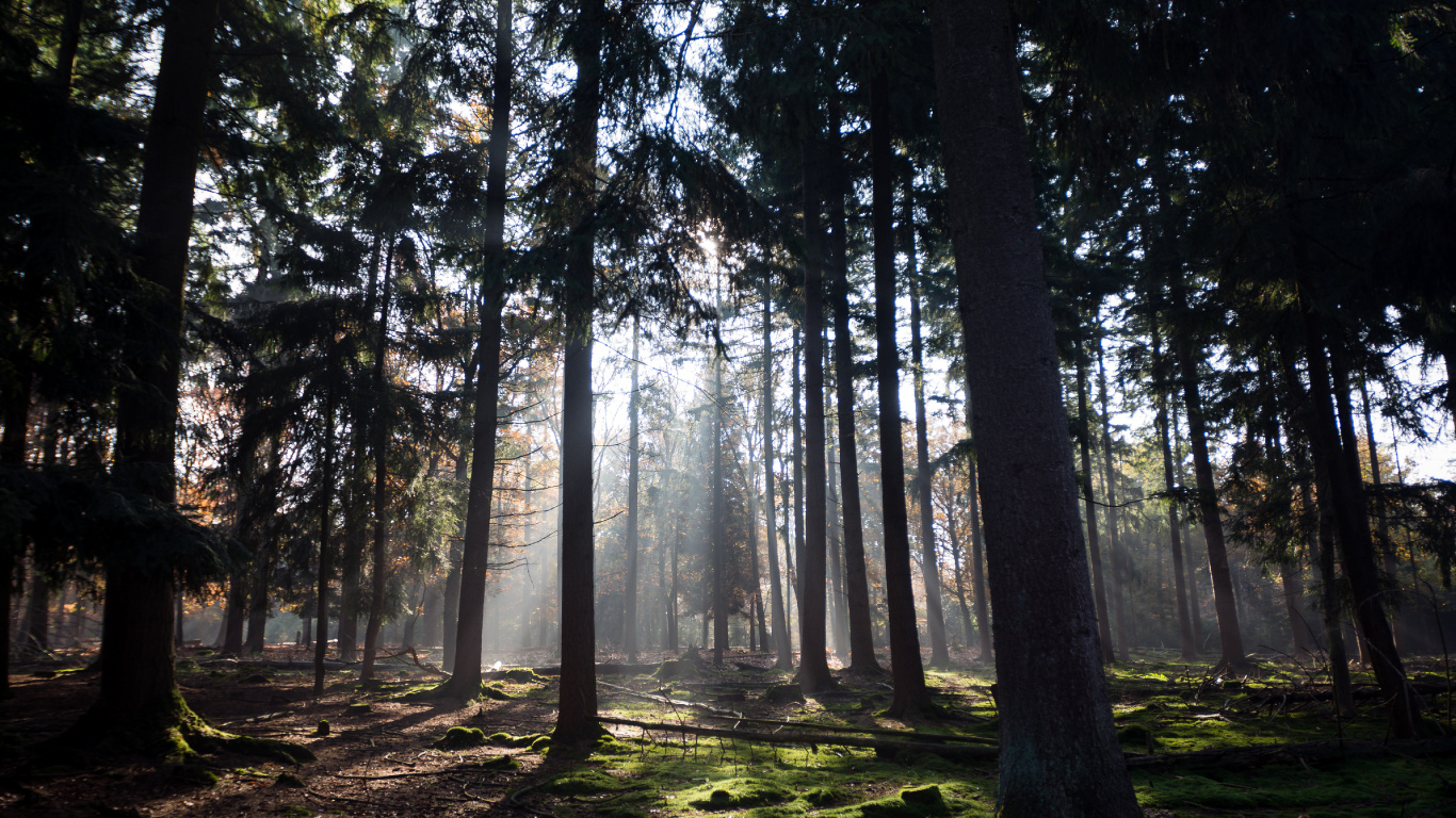 Обои растение, атмосфера, экорегион, природный ландшафт, древесина в разрешении 1366x768