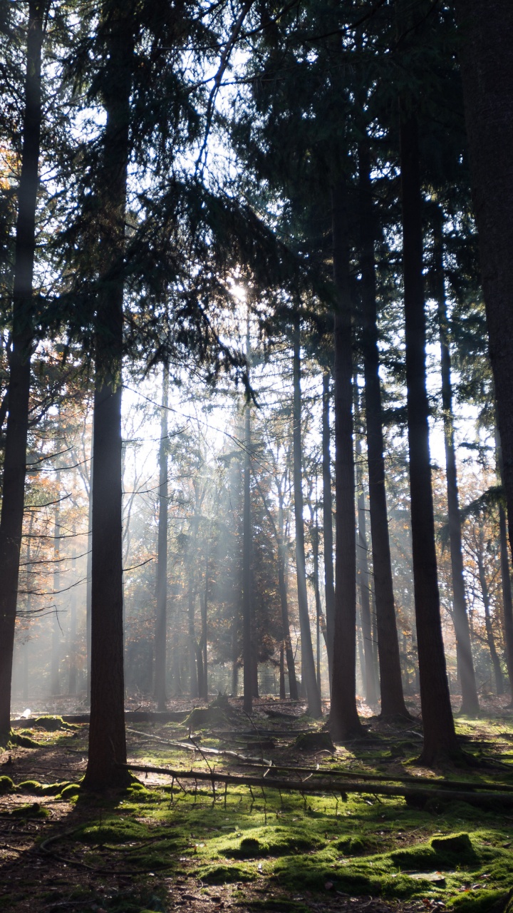 Обои растение, атмосфера, экорегион, природный ландшафт, древесина в разрешении 720x1280