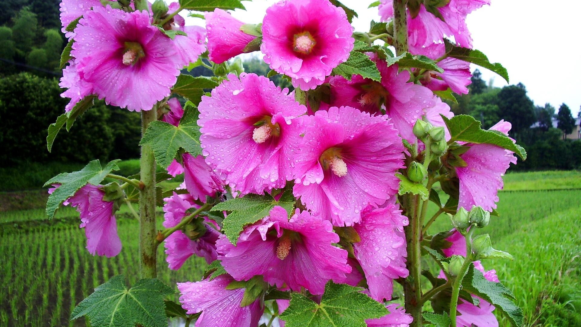 Обои цветковое растение, malvales, расцвет, семья мальвы, однолетнее растение в разрешении 1920x1080