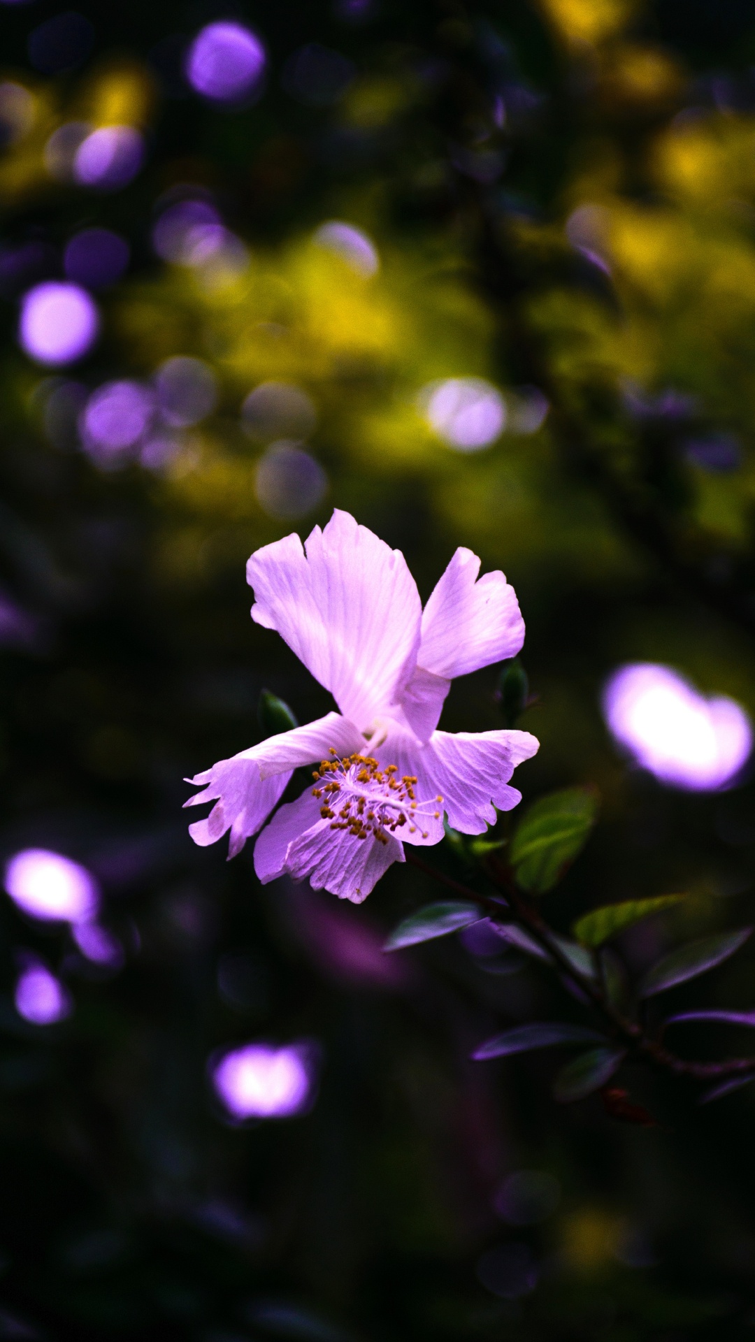 Обои цветок, цветковое растение, пурпур, лепесток, Фиолетовый в разрешении 1080x1920