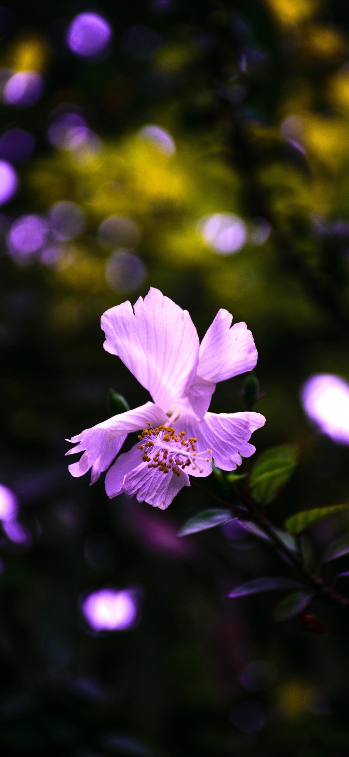 Обои цветок, цветковое растение, пурпур, лепесток, Фиолетовый в разрешении 1125x2436