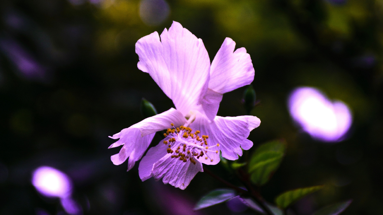 Обои цветок, цветковое растение, пурпур, лепесток, Фиолетовый в разрешении 1280x720