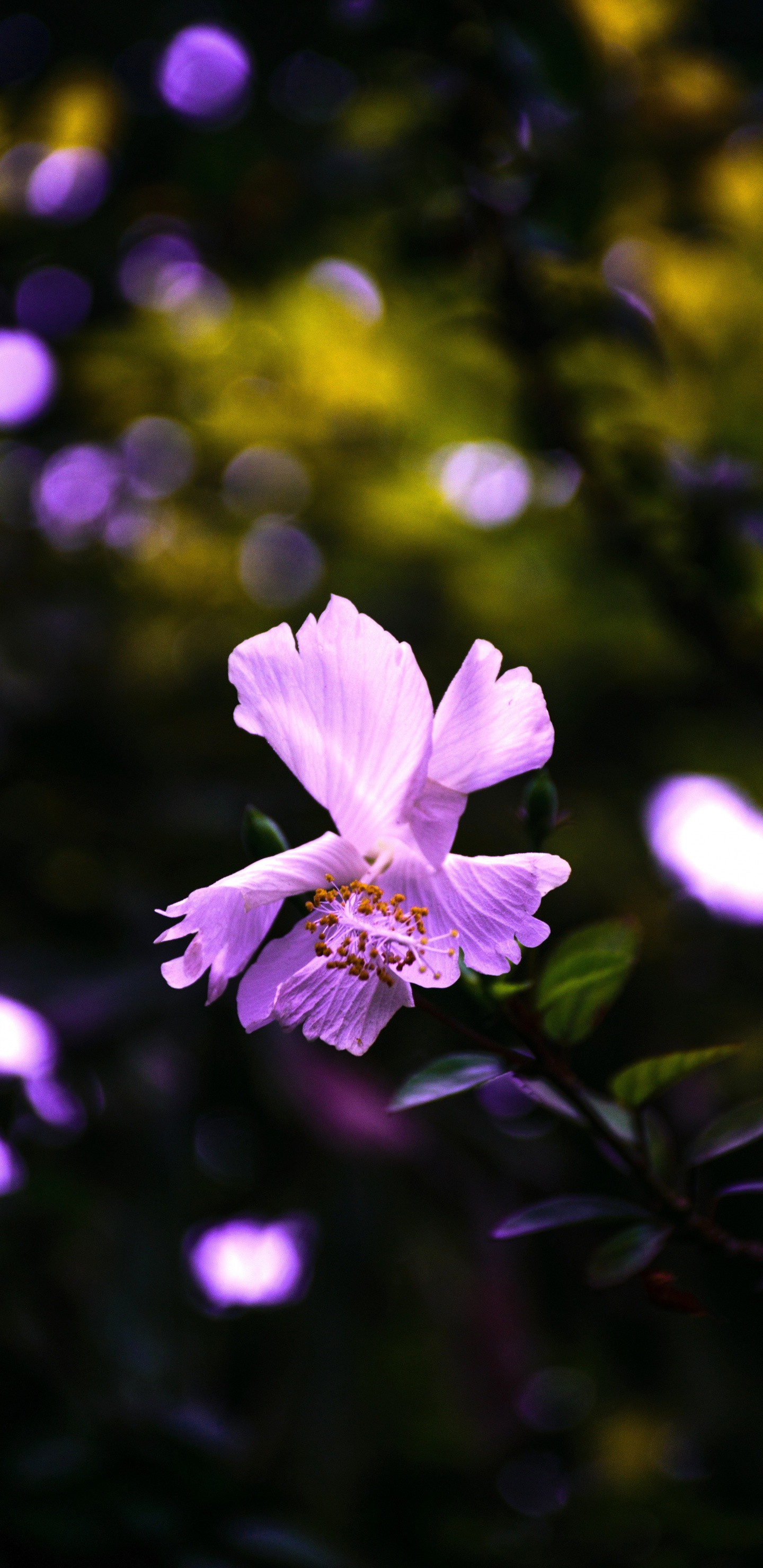 Обои цветок, цветковое растение, пурпур, лепесток, Фиолетовый в разрешении 1440x2960