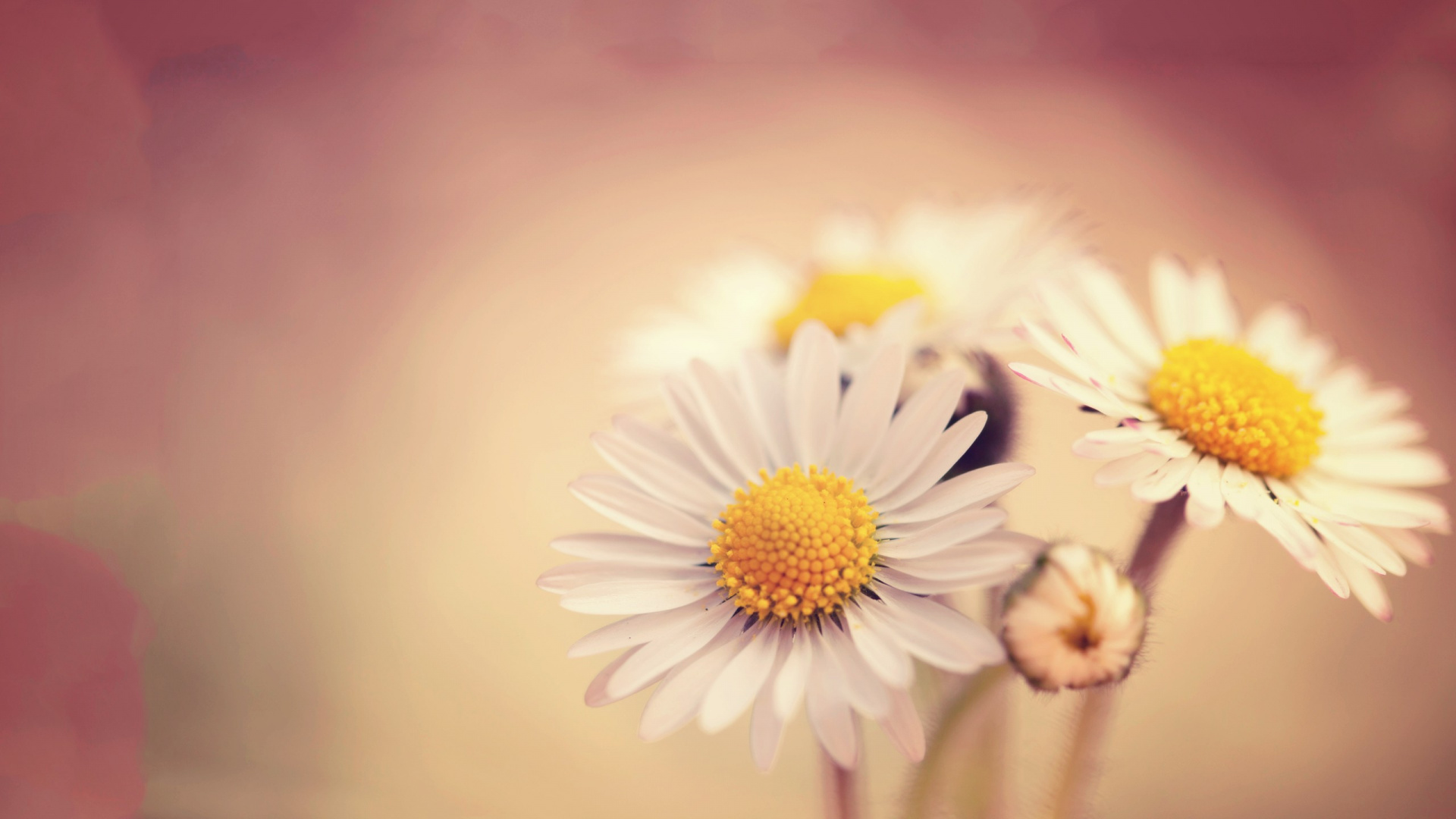 Обои Маргаритка, цветок, лепесток, желтый, oxeye Дейзи в разрешении 1920x1080