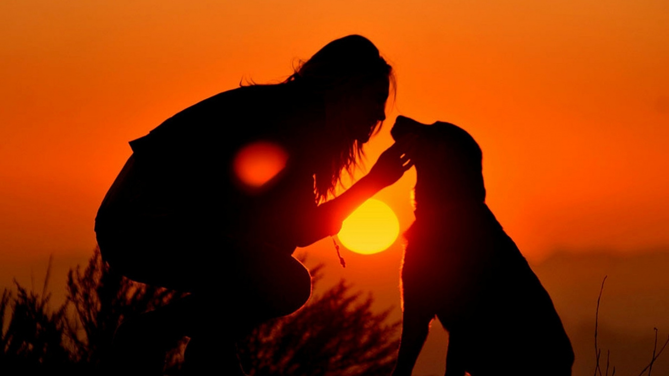 Обои закат, восход солнца, вечер, животное, солнечный свет в разрешении 1366x768