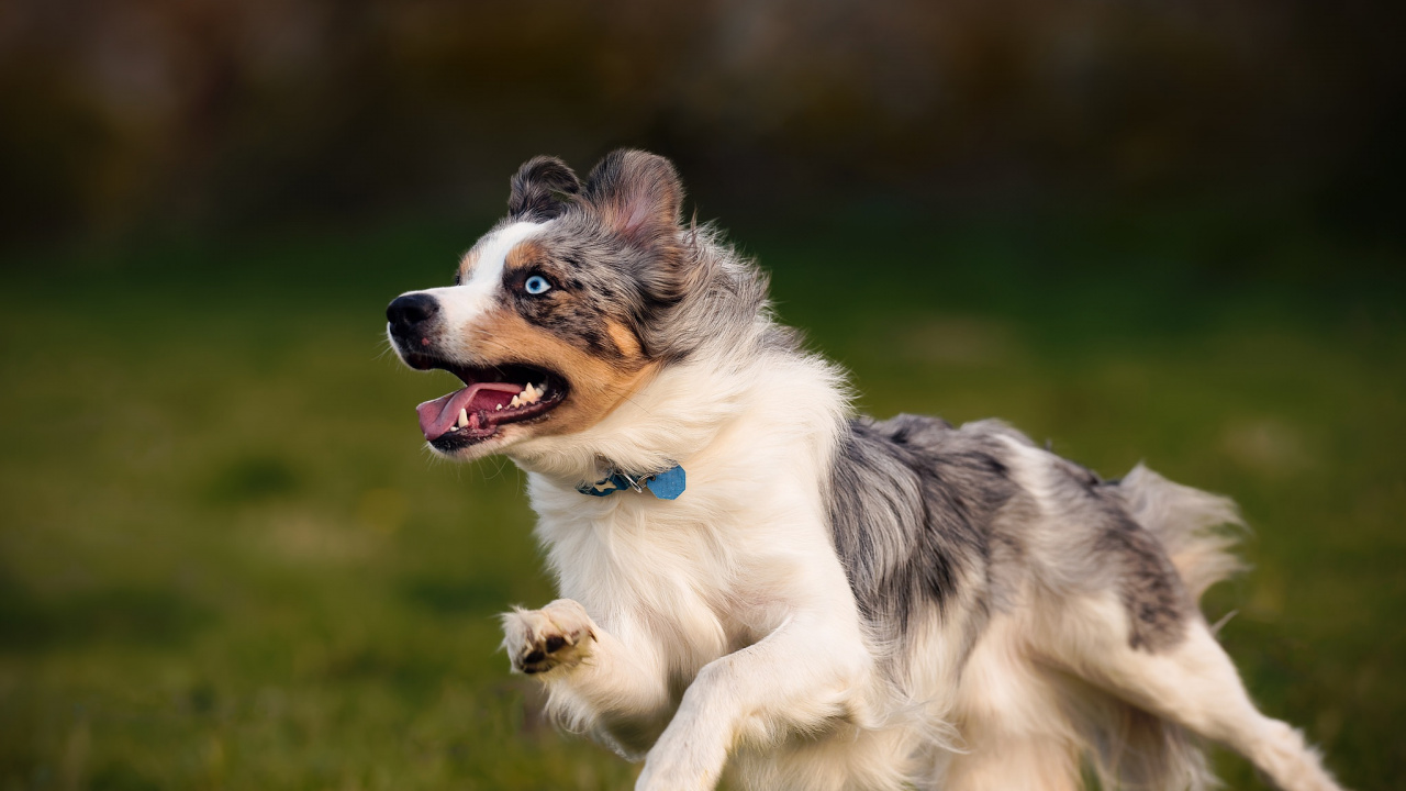 Обои Миниатюрная Американская Овчарка, колли длинношёрстный, Австралийская овчарка, исландская овчарка, собака породы в разрешении 1280x720