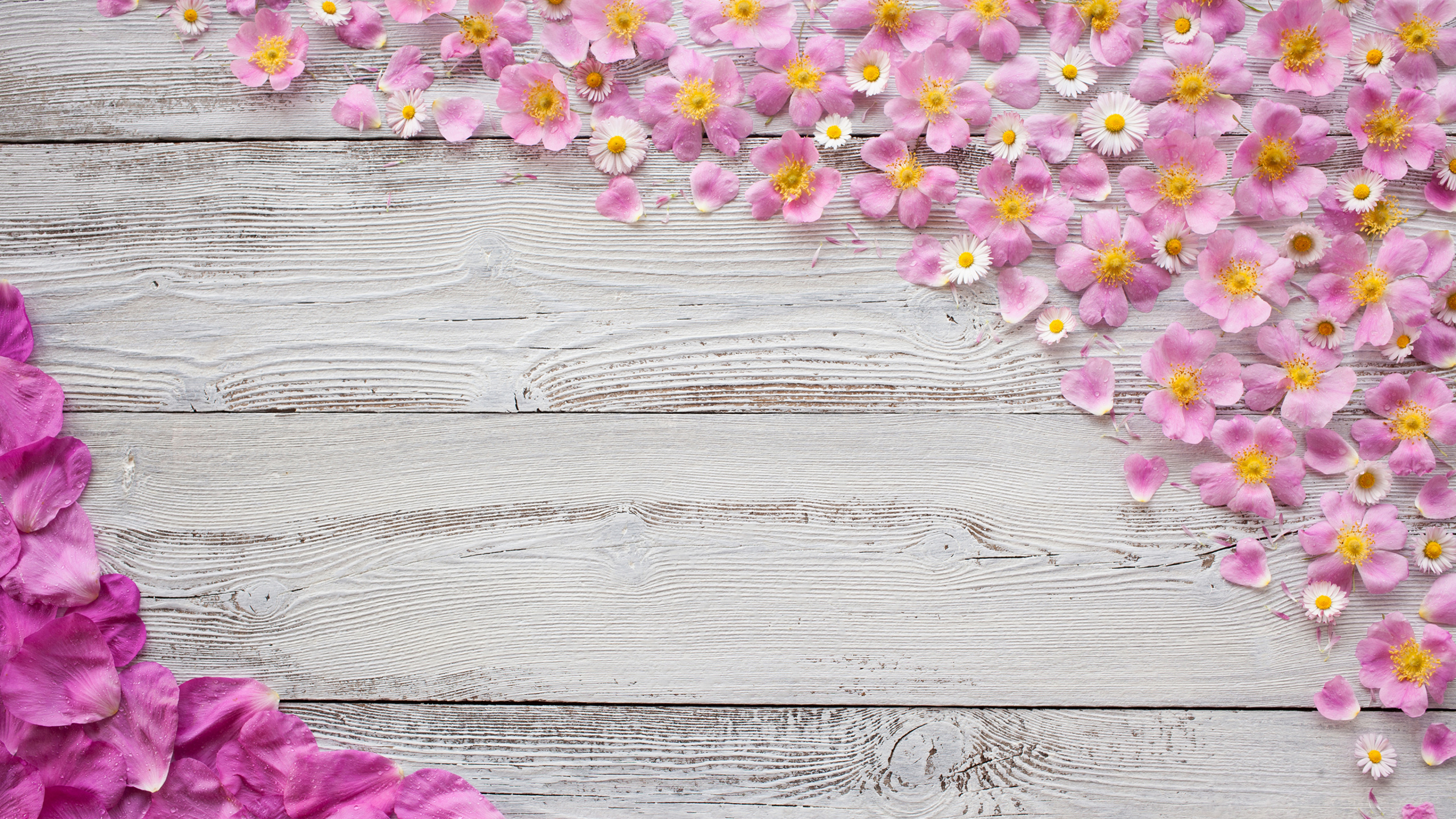 Обои цветок, древесина, розовый, лепесток, сирень в разрешении 2560x1440