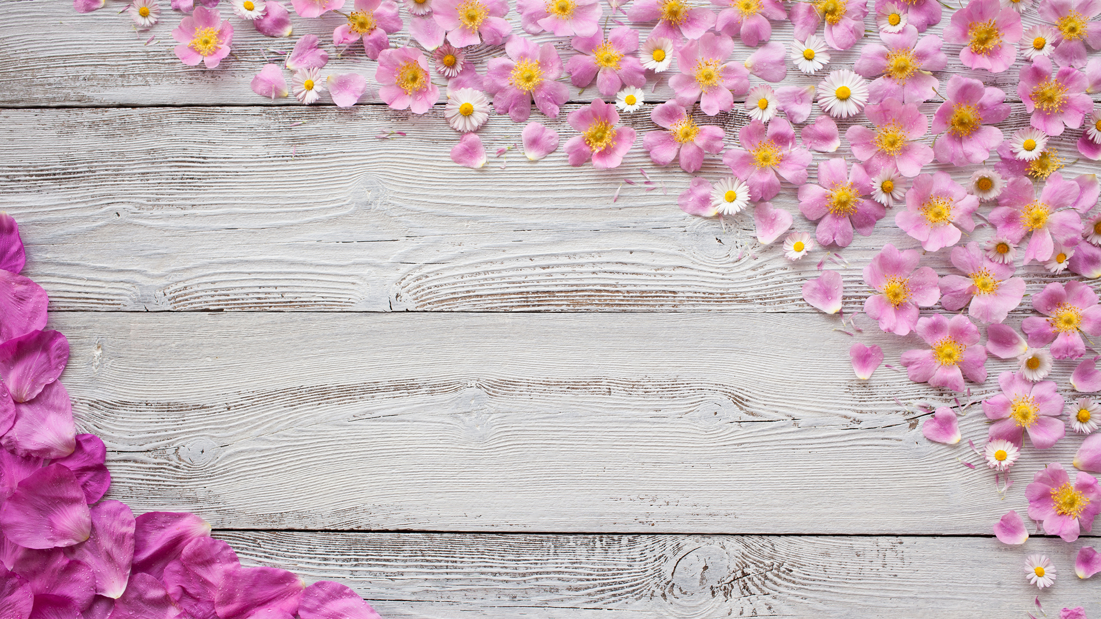 Обои цветок, древесина, розовый, лепесток, сирень в разрешении 3840x2160