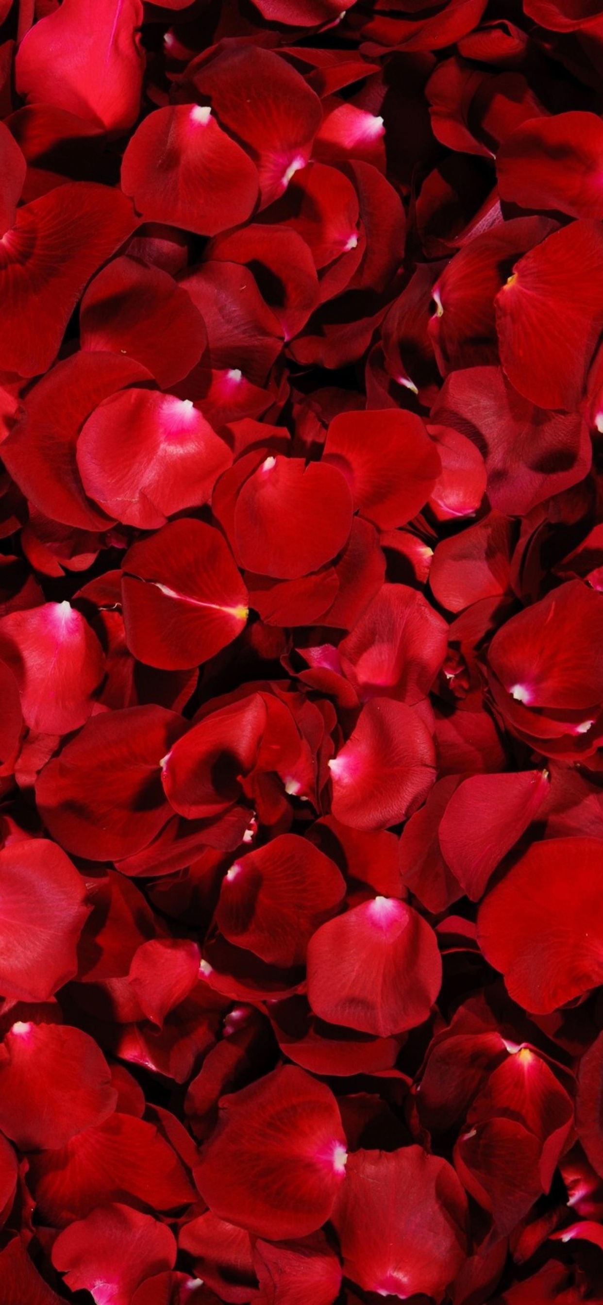 Обои лепесток, цветок, красный цвет, День Святого Валентина, красота в разрешении 1242x2688