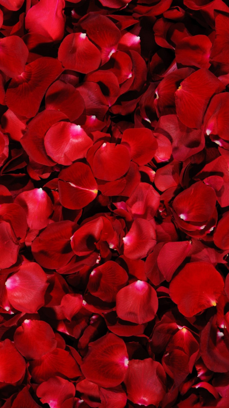 Обои лепесток, цветок, красный цвет, День Святого Валентина, красота в разрешении 750x1334