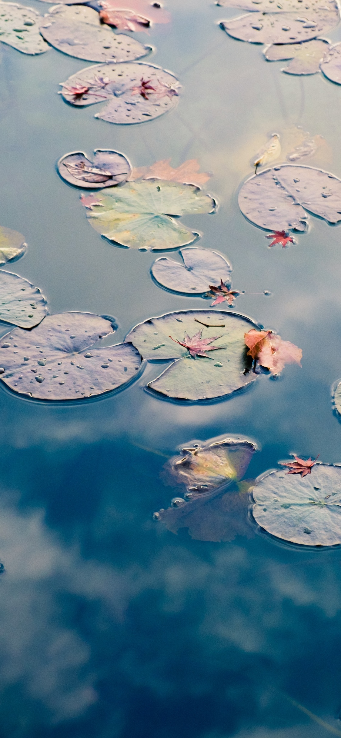 Обои Государственный парк Эстеро-Льяно-Гранде, ротем уход за зубами, лечение зубов, вода, гидроресурсы в разрешении 1125x2436