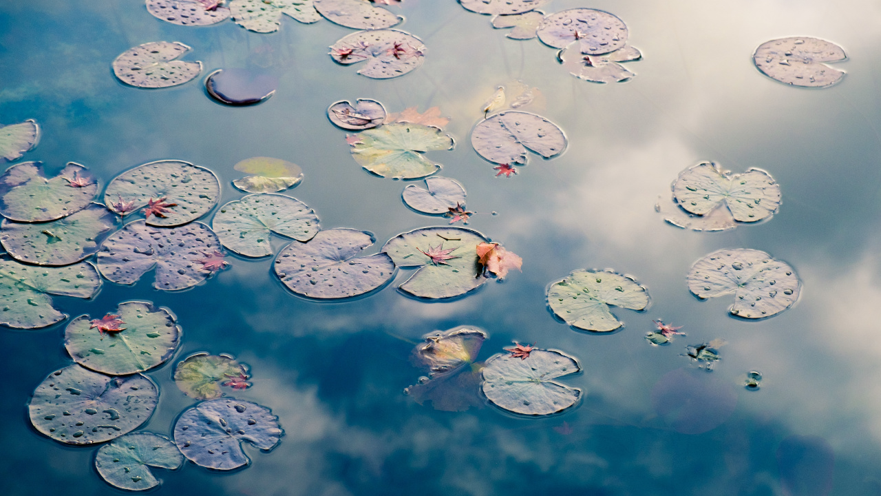 Обои Государственный парк Эстеро-Льяно-Гранде, ротем уход за зубами, лечение зубов, вода, гидроресурсы в разрешении 1280x720