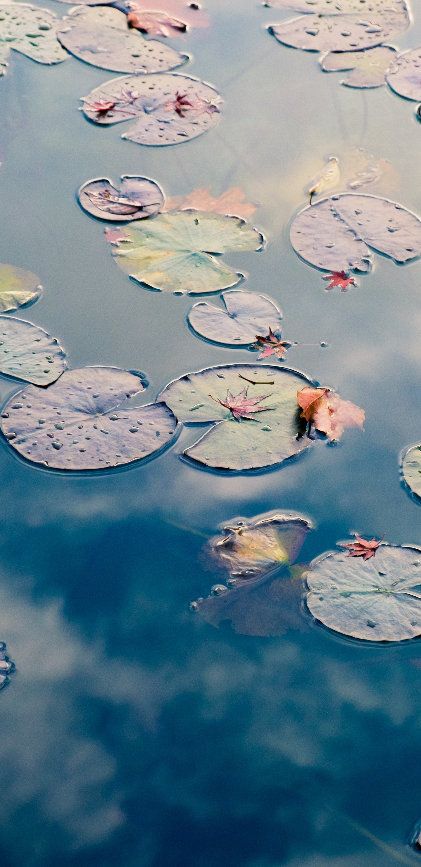 Обои Государственный парк Эстеро-Льяно-Гранде, ротем уход за зубами, лечение зубов, вода, гидроресурсы в разрешении 1440x2960
