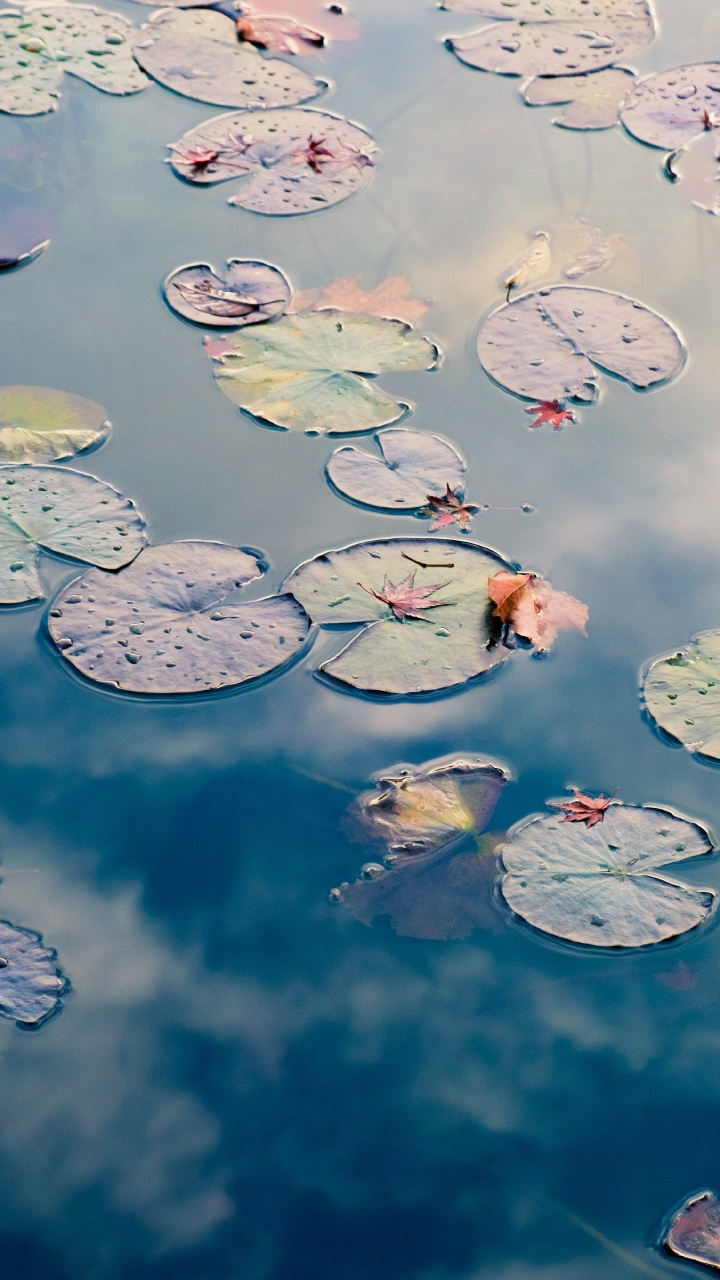 Обои Государственный парк Эстеро-Льяно-Гранде, ротем уход за зубами, лечение зубов, вода, гидроресурсы в разрешении 720x1280