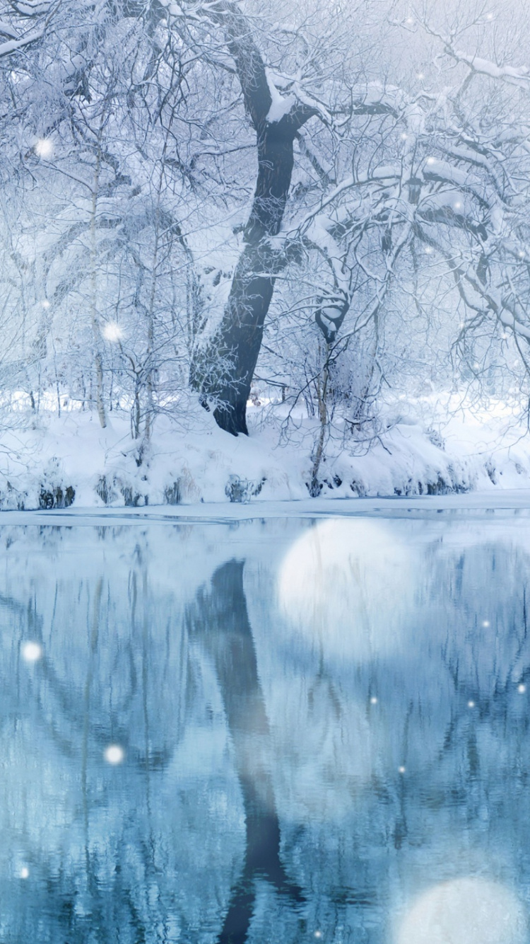 Обои зима, замораживание, снег, мороз, дерево в разрешении 750x1334