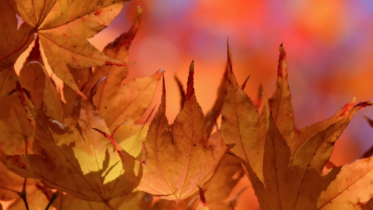 Обои лист, кленовый лист, ветвь, листопадные, осень в разрешении 1280x720