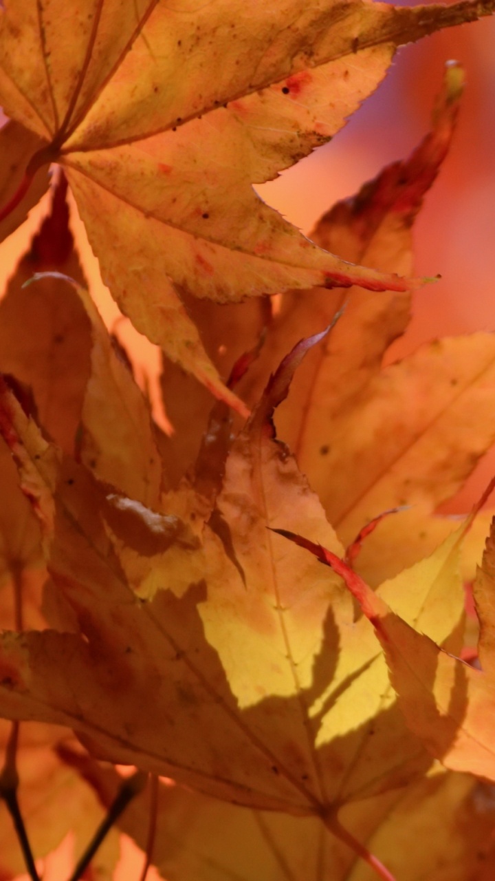 Обои лист, кленовый лист, ветвь, листопадные, осень в разрешении 720x1280