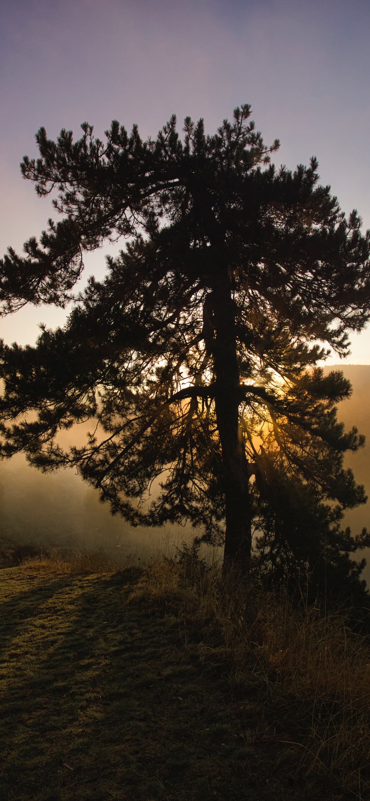 Обои природа, природный ландшафт, дерево, утро, восход солнца в разрешении 1242x2688