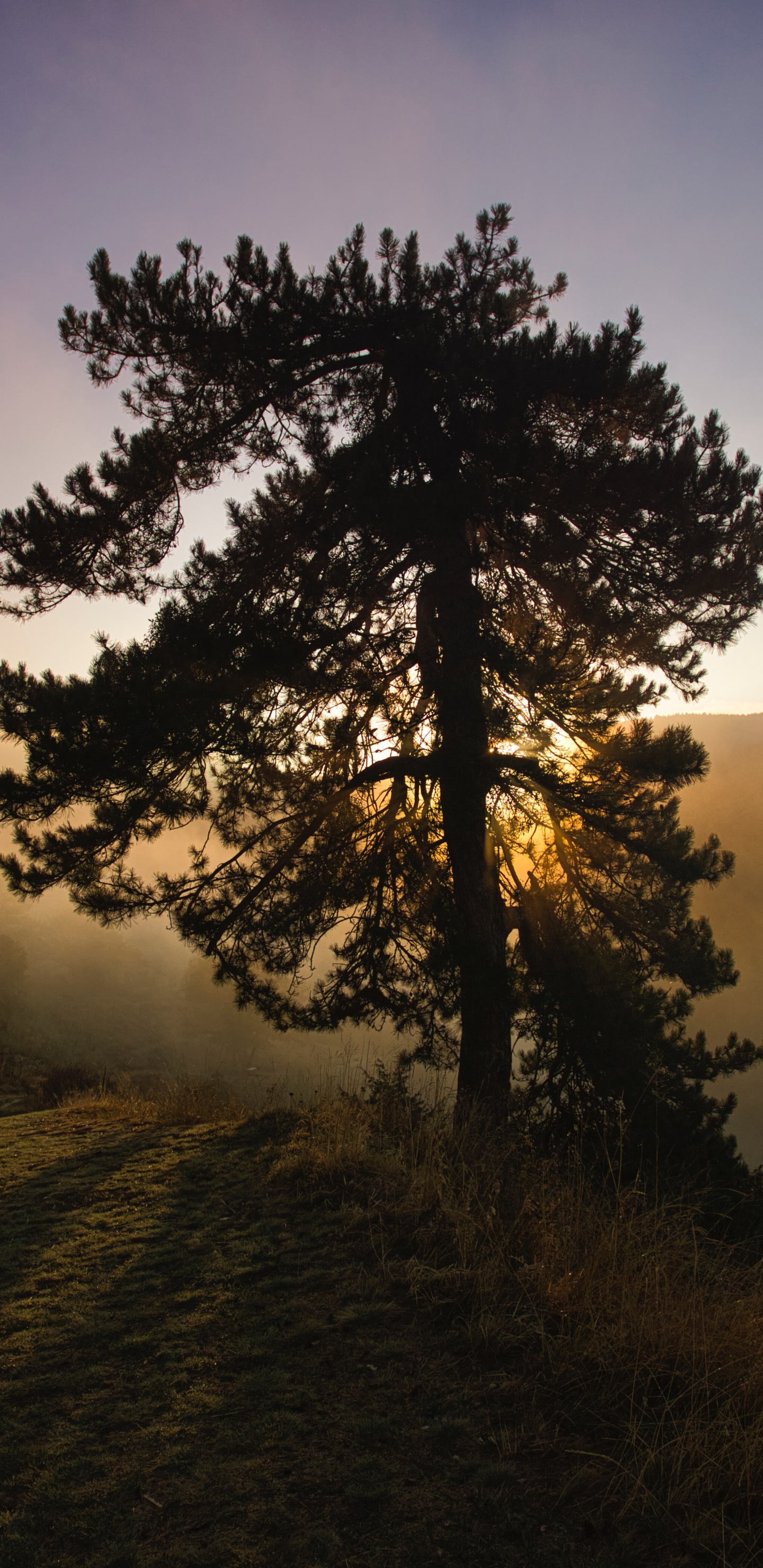 Обои природа, природный ландшафт, дерево, утро, восход солнца в разрешении 1440x2960