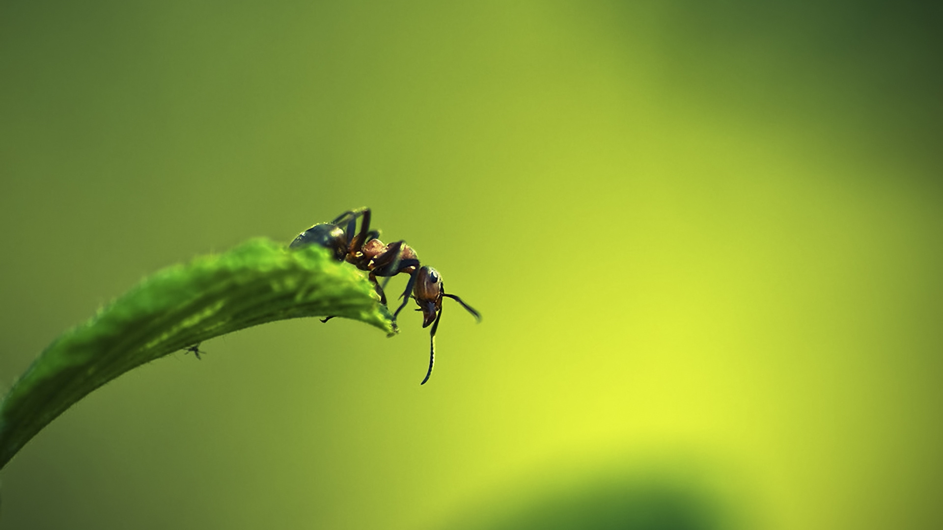 Обои насекомое, паразит, диких животных, макросъемка, вредитель в разрешении 1920x1080