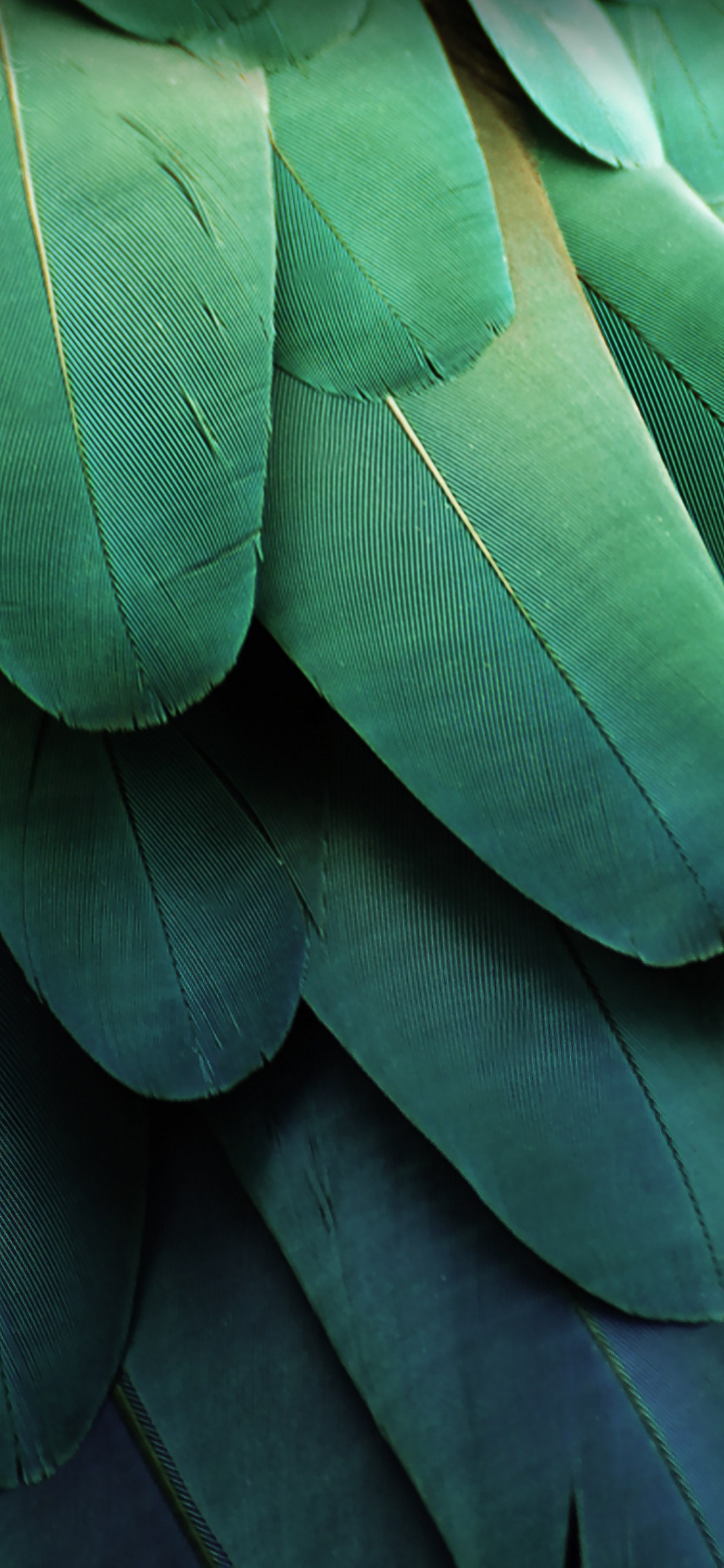 Обои ZTE, ZTE MiFavor, зеленый, синий, синий зеленый в разрешении 1125x2436