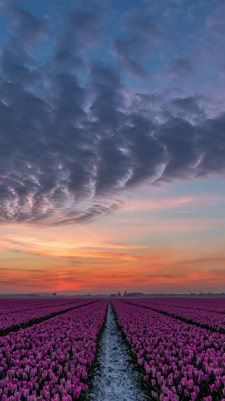 Обои тюльпаны, цветок, облако, растение, экорегион в разрешении 750x1334