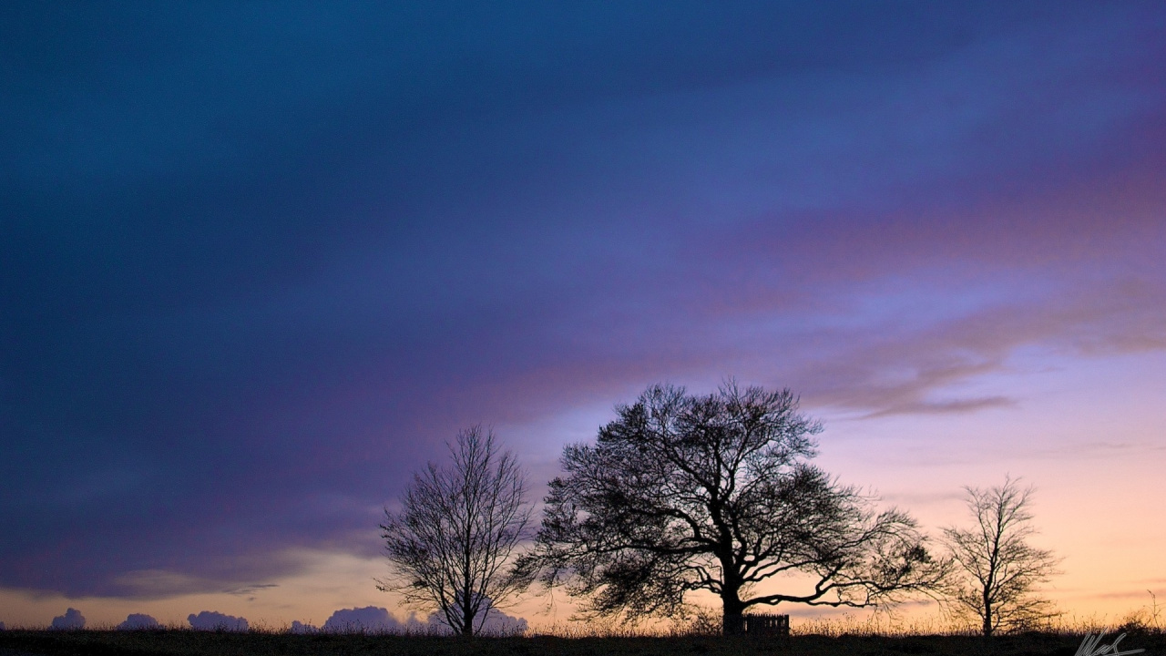 Обои облако, дерево, горизонт, рассвет, древесные растения в разрешении 1280x720