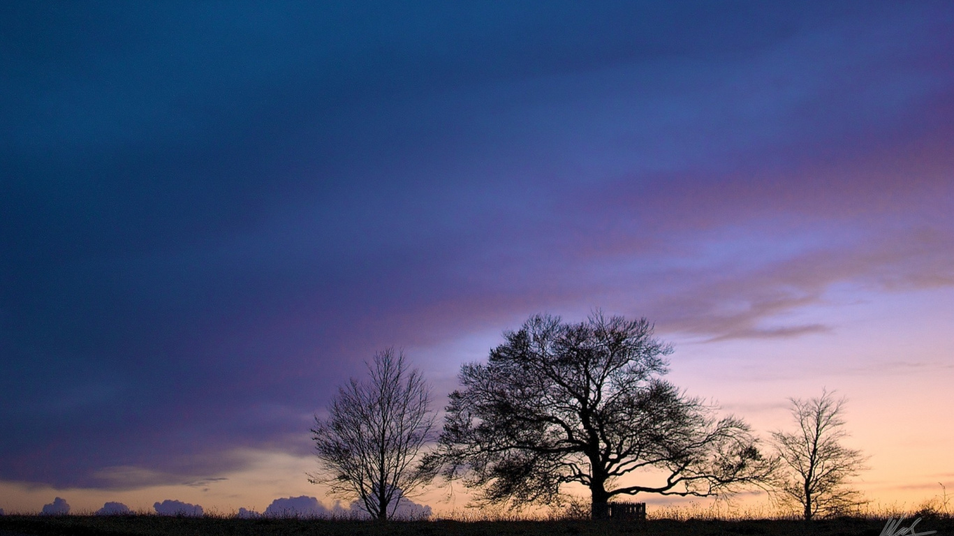 Обои облако, дерево, горизонт, рассвет, древесные растения в разрешении 1366x768