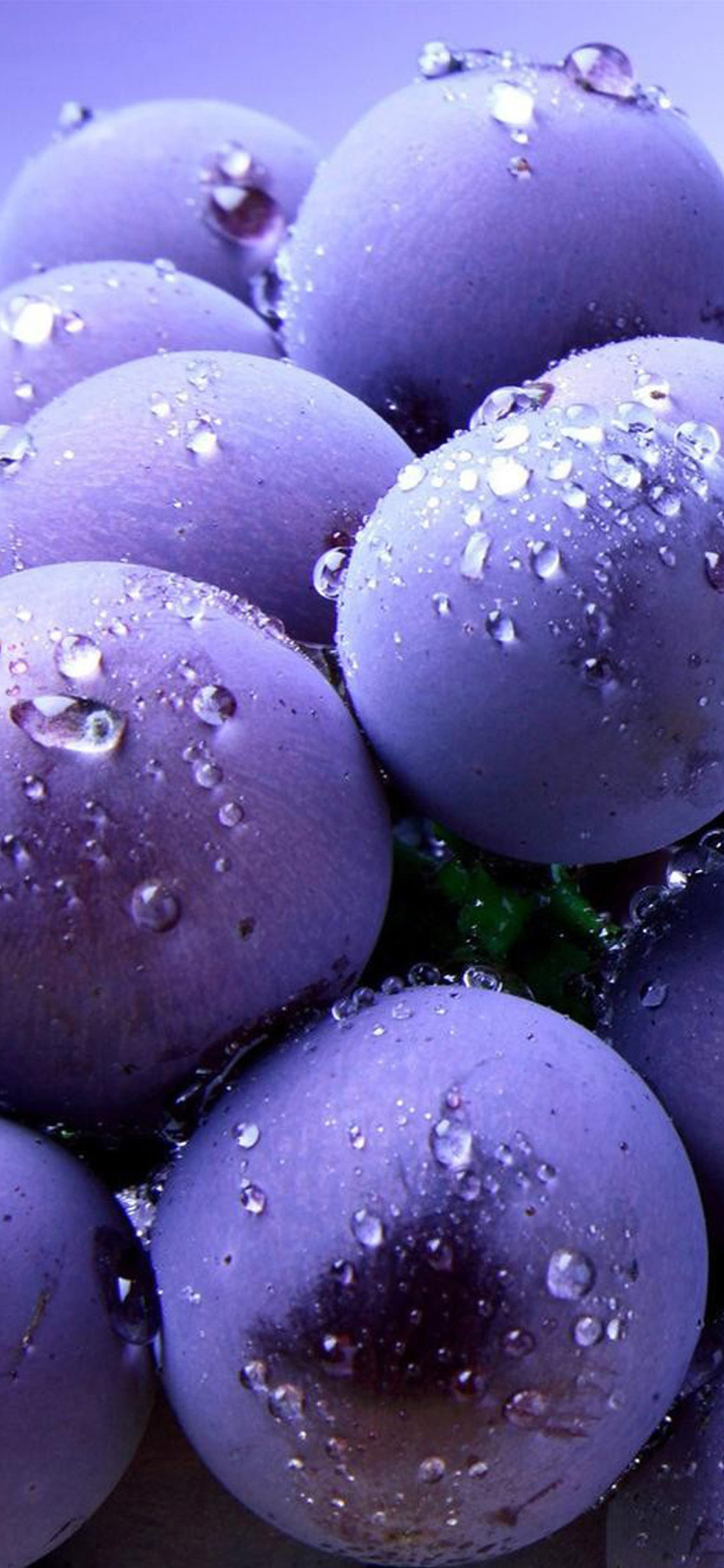 Обои Черника, фрукты, вода, пурпур, Фиолетовый в разрешении 1125x2436