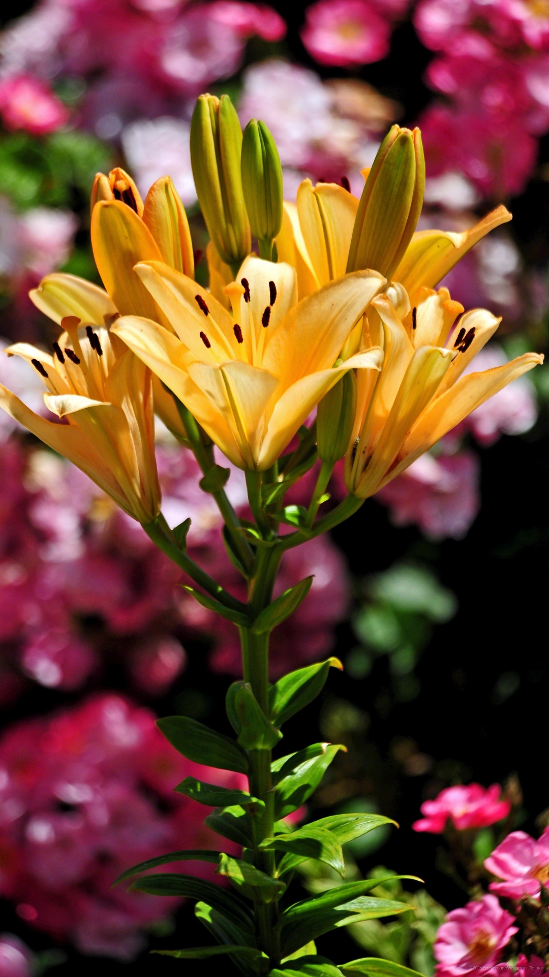 Обои цветок, цветковое растение, Лилия, растение, лепесток в разрешении 1080x1920