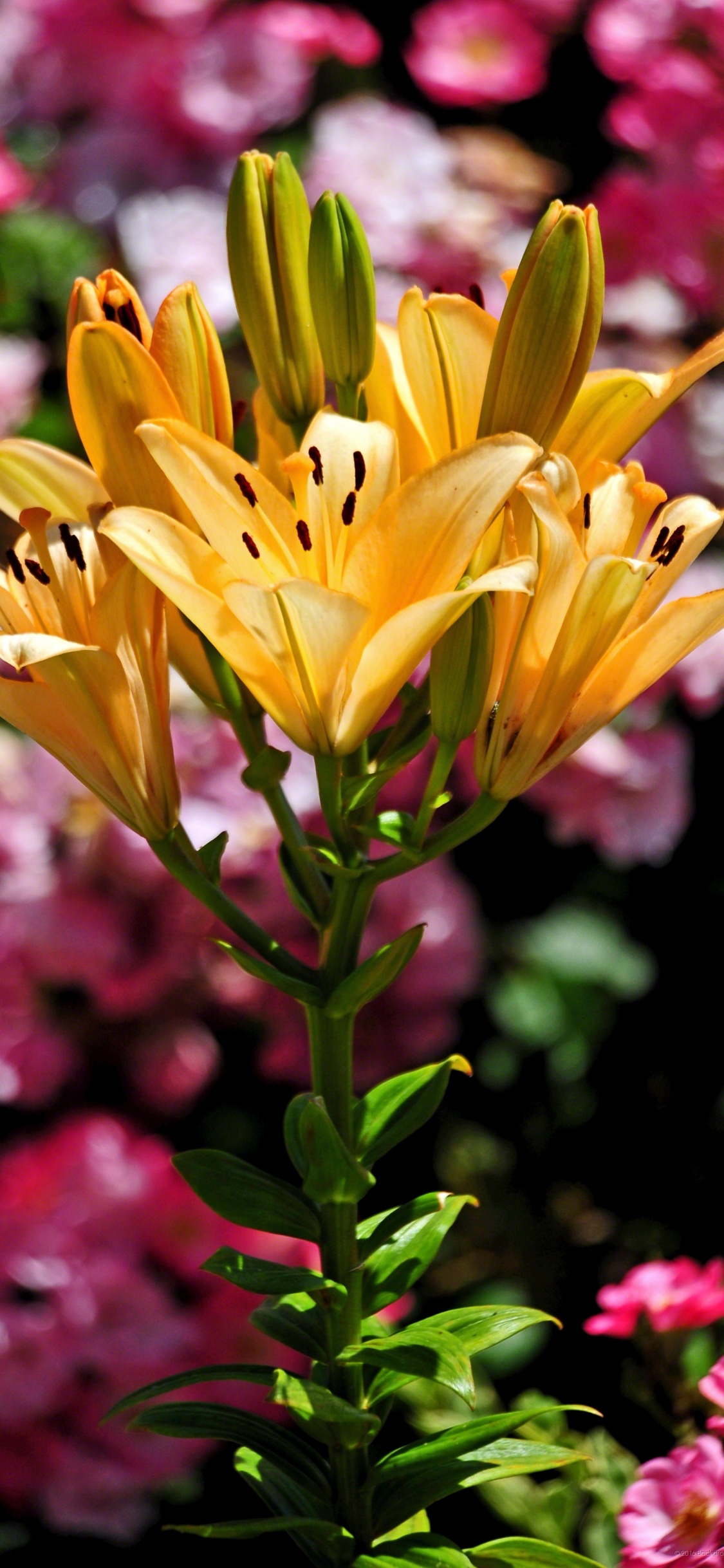 Обои цветок, цветковое растение, Лилия, растение, лепесток в разрешении 1125x2436
