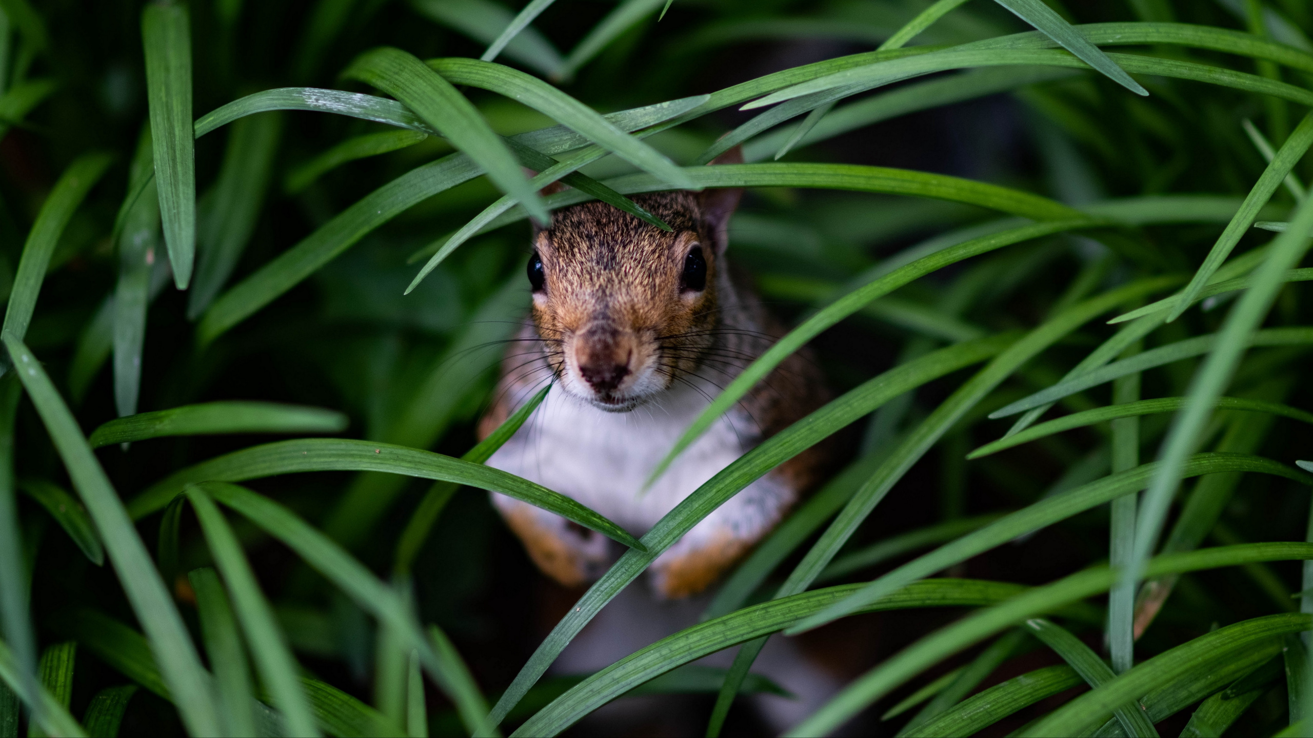 Обои растение, луг прыжки мышь, грызун, бакенбарды, Крыса в разрешении 2560x1440