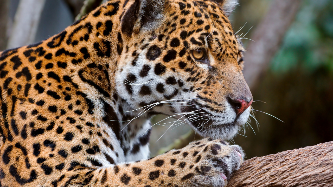 Обои damnville зоопарк, Ягуар, Леопард, кошачьих, большая кошка в разрешении 1280x720