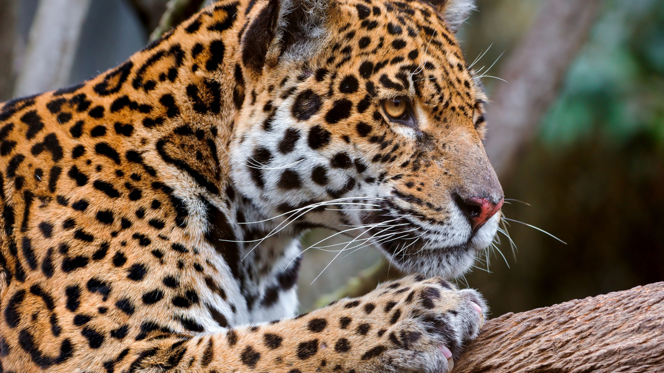 Обои damnville зоопарк, Ягуар, Леопард, кошачьих, большая кошка в разрешении 1366x768