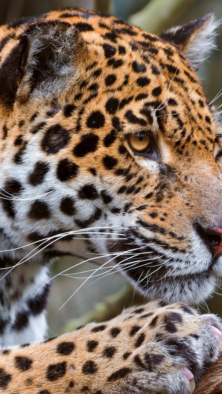 Обои damnville зоопарк, Ягуар, Леопард, кошачьих, большая кошка в разрешении 720x1280