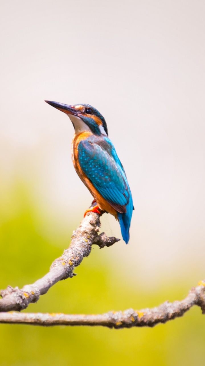 Обои Обыкновенный зимородок, птица, клюв, ракшеобразных, живая природа в разрешении 720x1280