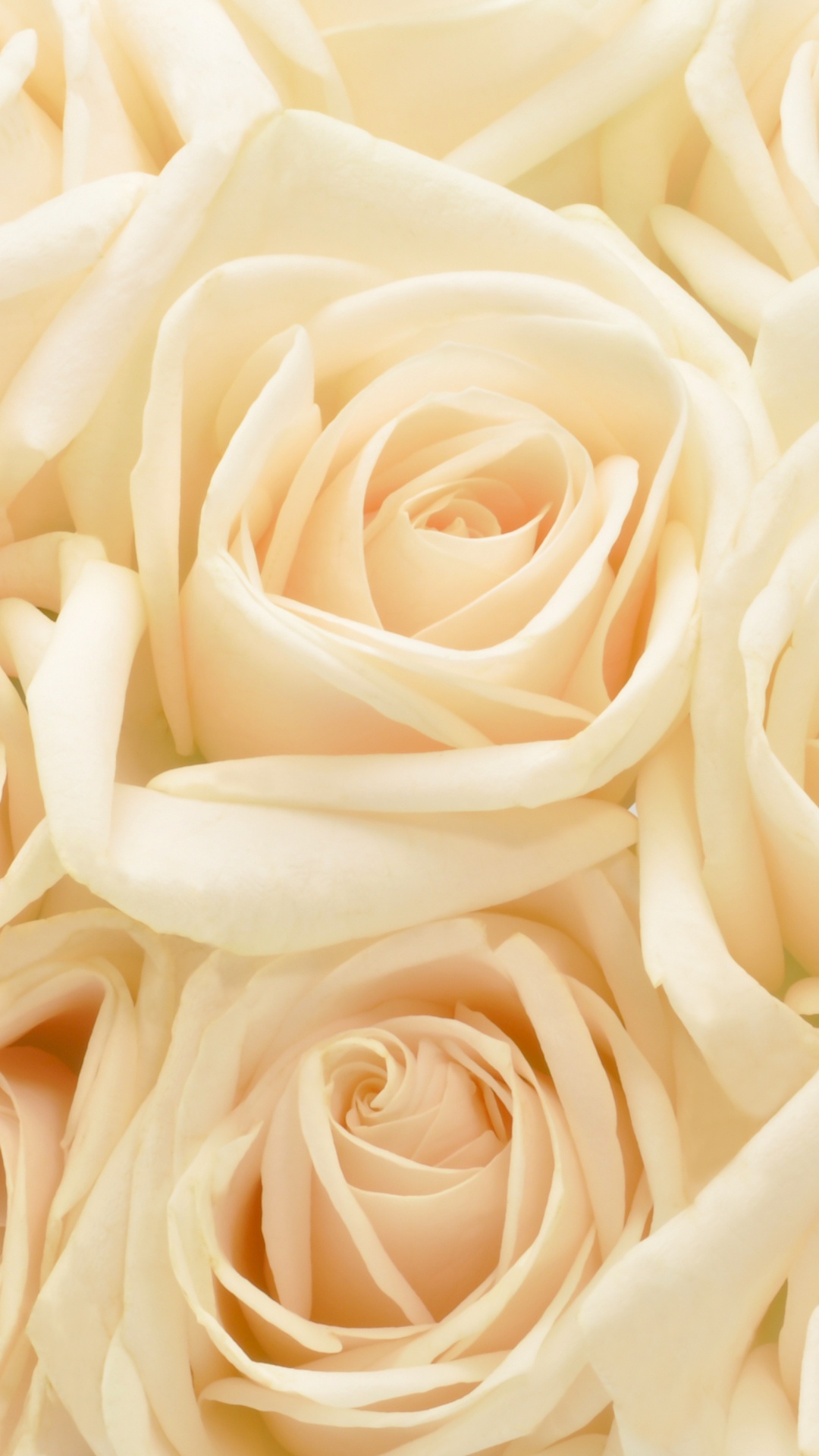 Обои Роза, сад роз, цветок, лепесток, семья Роуз в разрешении 1080x1920