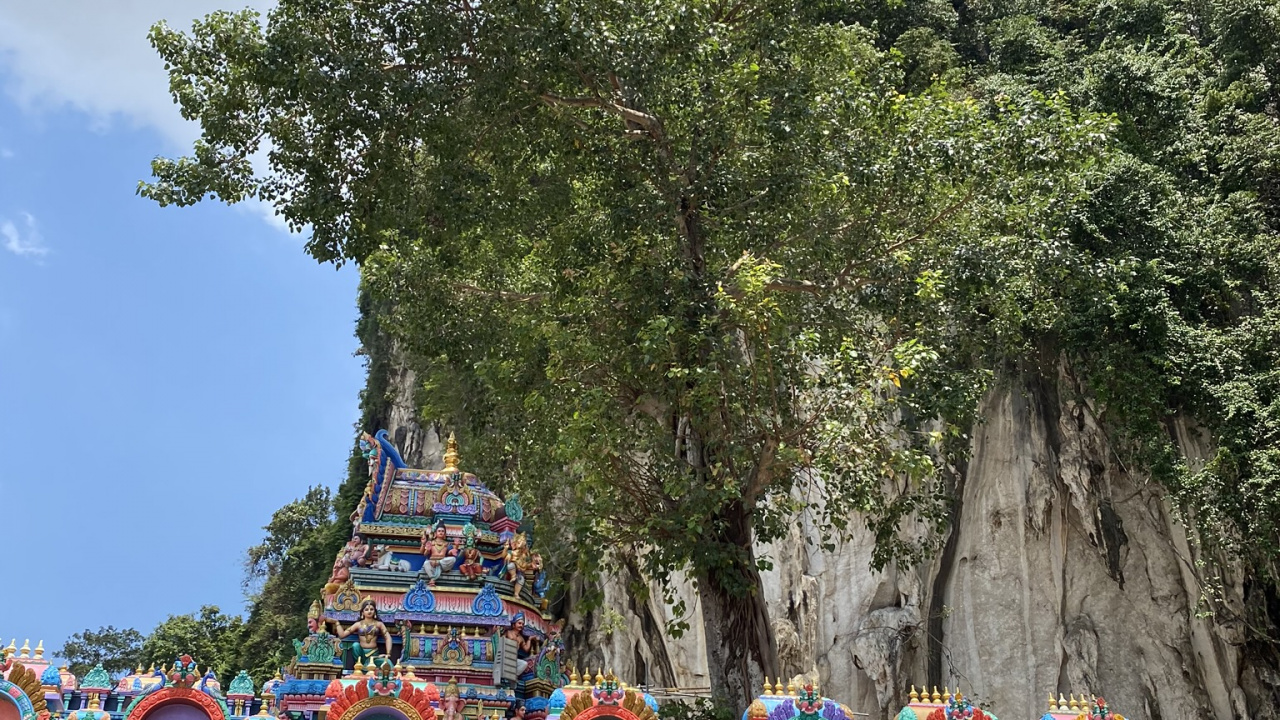 Обои дерево, туризм, достопримечательность, биология, наука в разрешении 1280x720