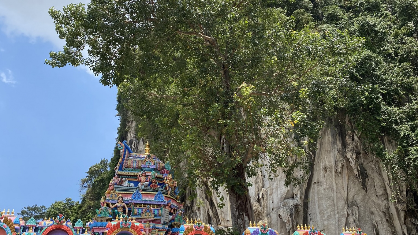 Обои дерево, туризм, достопримечательность, биология, наука в разрешении 1366x768