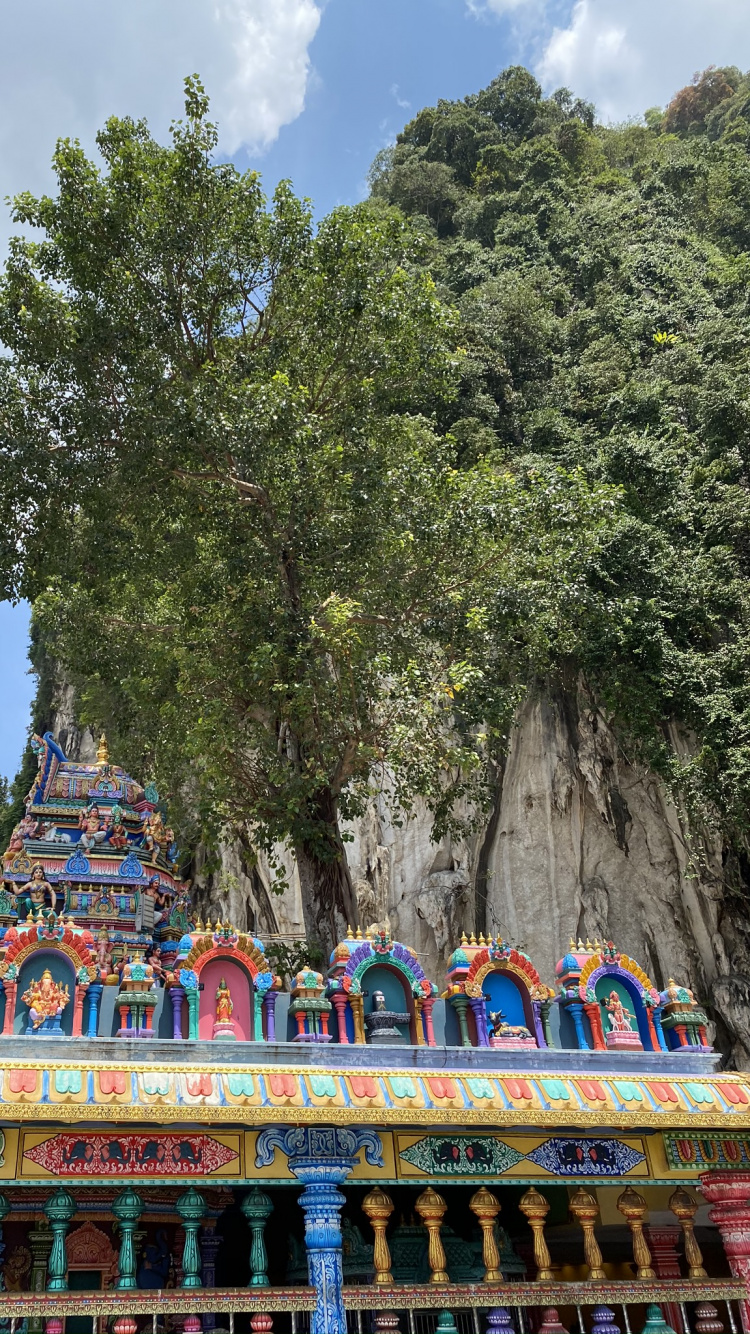 Обои дерево, туризм, достопримечательность, биология, наука в разрешении 750x1334