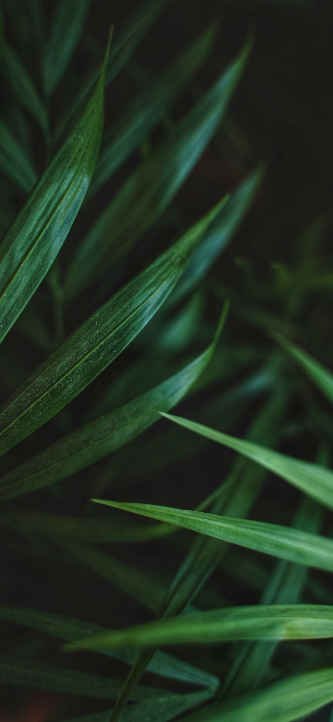 Обои лист, ладонь, ладонь с хвостиком, суккулент, растение в разрешении 1125x2436