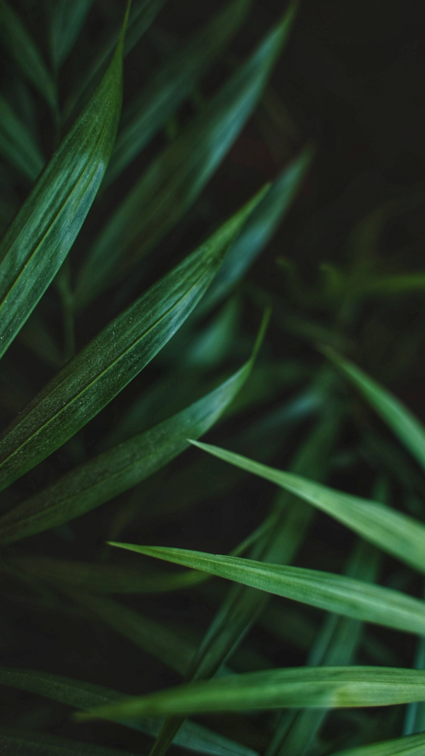 Обои лист, ладонь, ладонь с хвостиком, суккулент, растение в разрешении 1440x2560