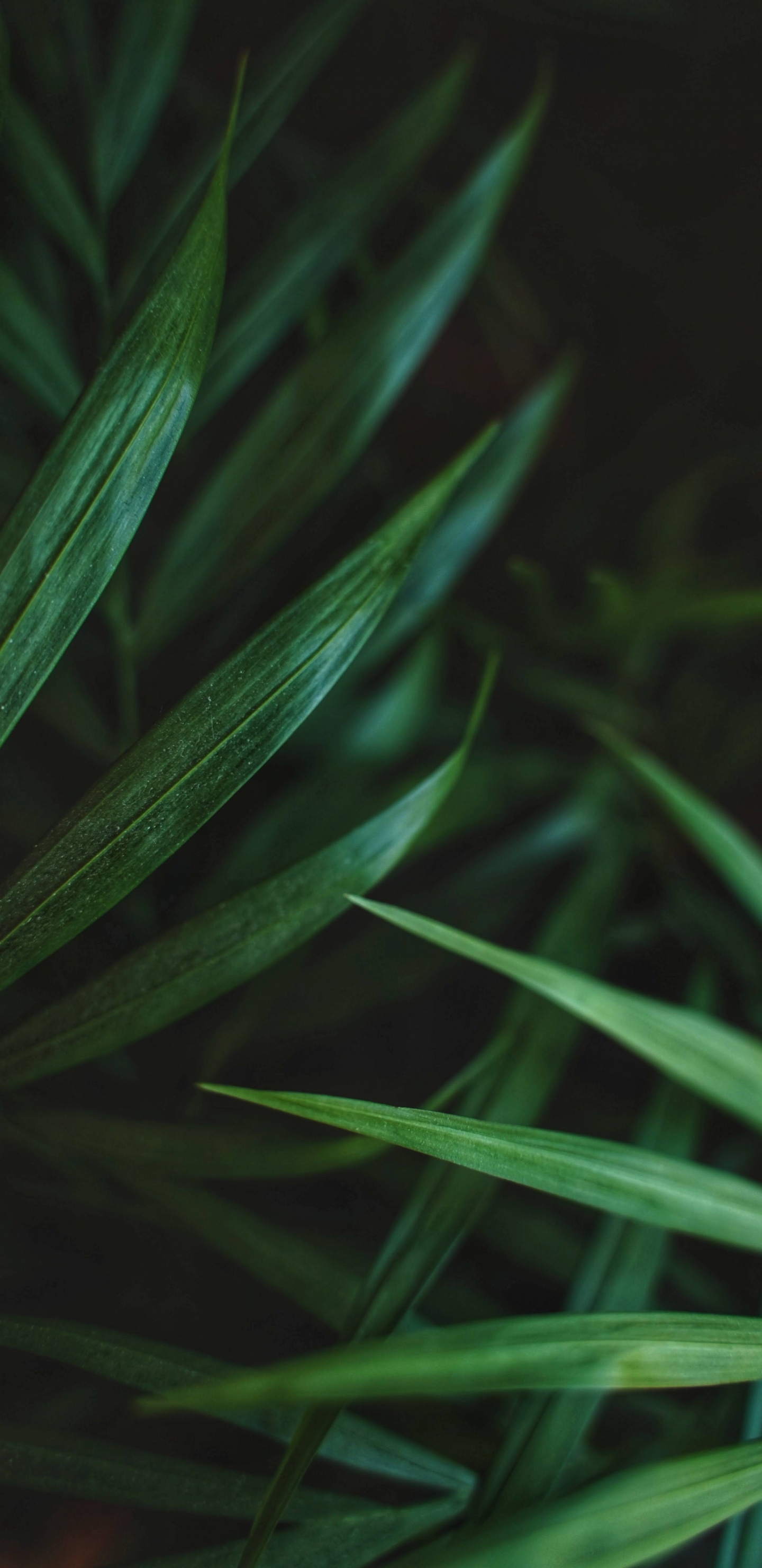 Обои лист, ладонь, ладонь с хвостиком, суккулент, растение в разрешении 1440x2960