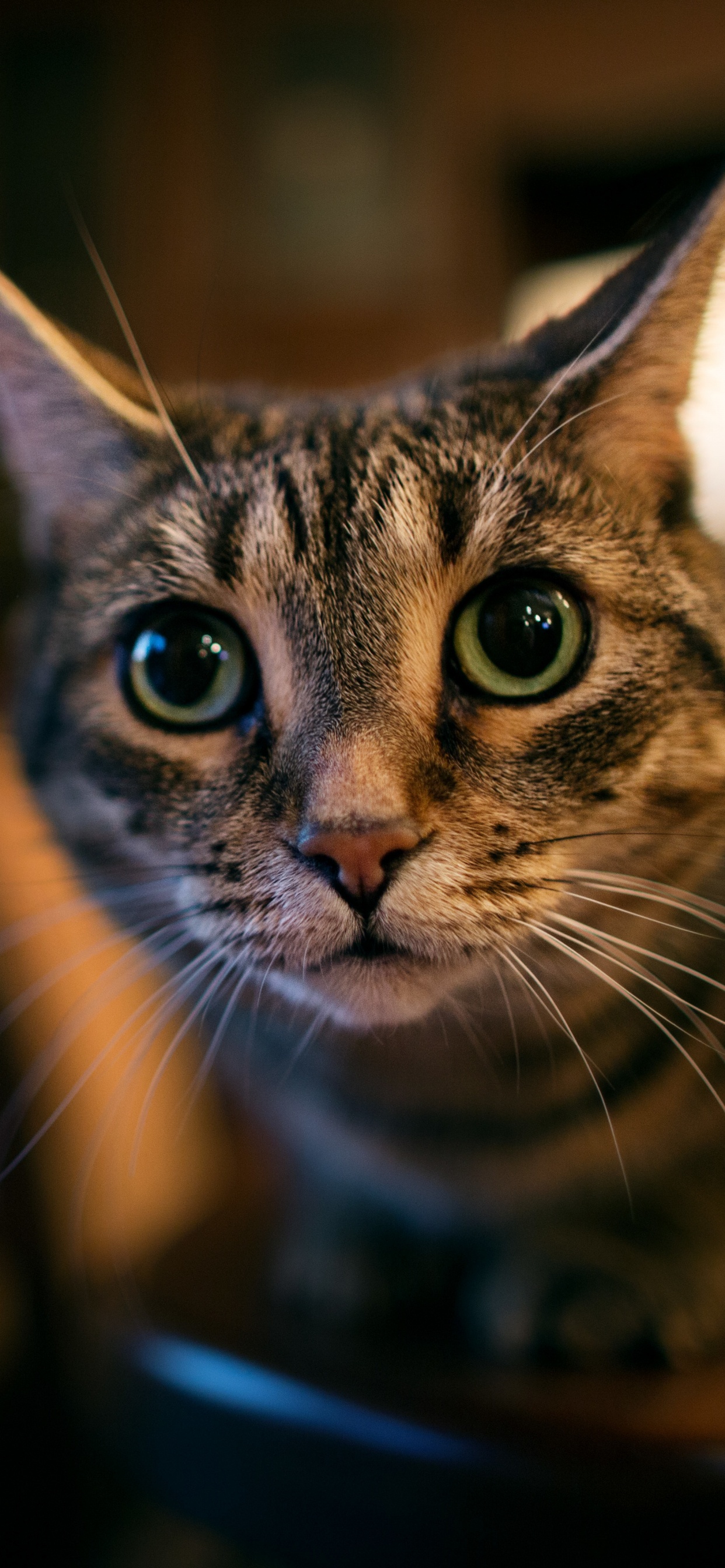 Обои кот, бакенбарды, глаз, морда, кошки малого и среднего размера в разрешении 1242x2688