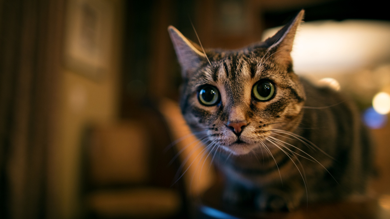 Обои кот, бакенбарды, глаз, морда, кошки малого и среднего размера в разрешении 1280x720