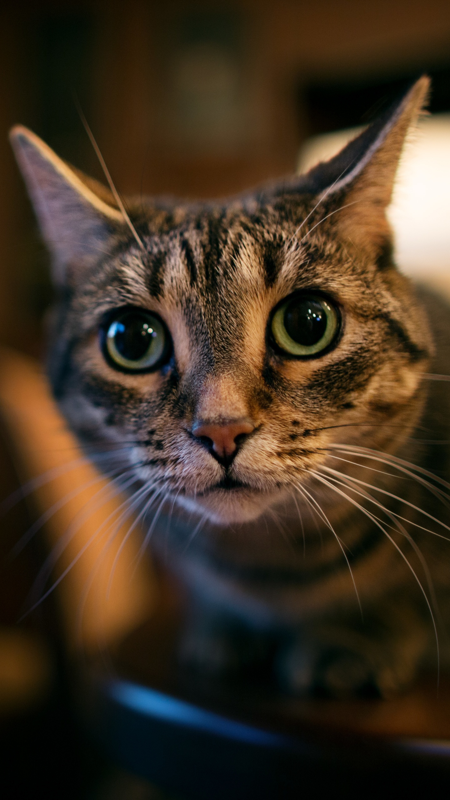 Обои кот, бакенбарды, глаз, морда, кошки малого и среднего размера в разрешении 1440x2560