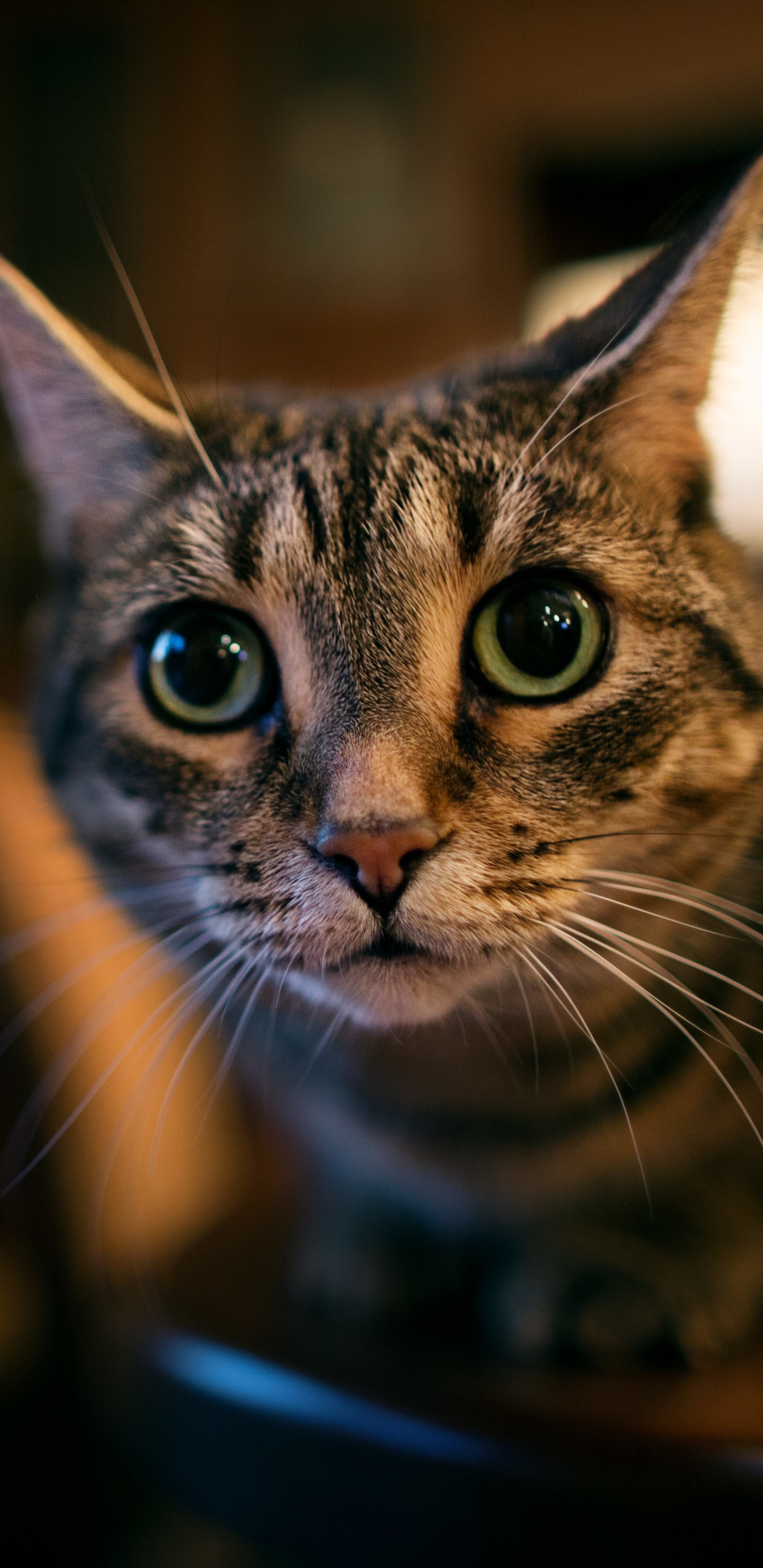 Обои кот, бакенбарды, глаз, морда, кошки малого и среднего размера в разрешении 1440x2960