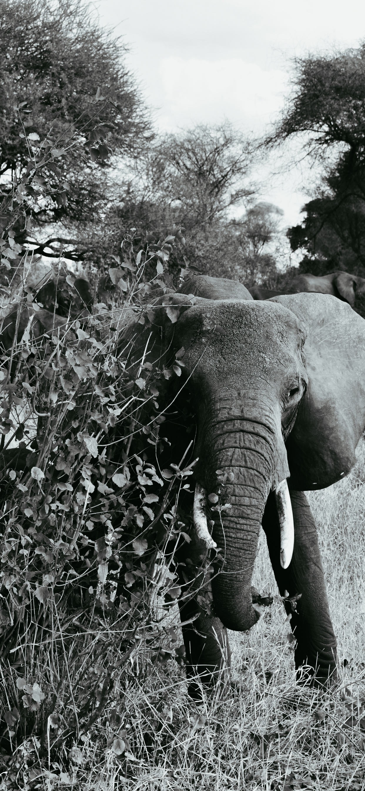 Обои Слон, черный и белый, наземные животные, слоны и мамонты, живая природа в разрешении 1242x2688